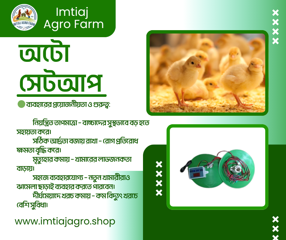 অটো ব্রুডিং সেটাপ